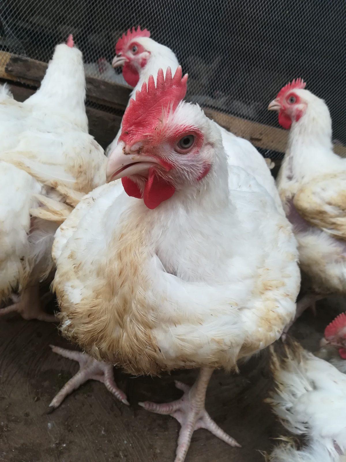 Live Chicken 