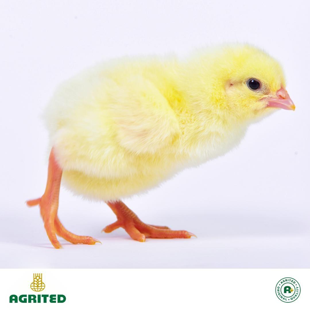 Day Old Chicks 