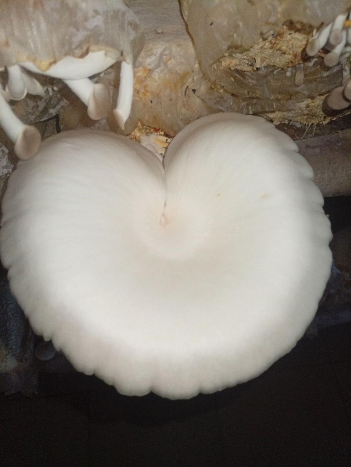 N9NEMUSHROOM  showcase item